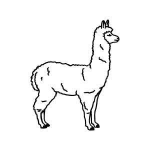 Llama